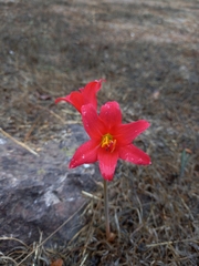 Zephyranthes