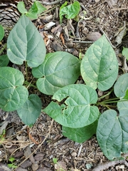 Matelea carolinensis