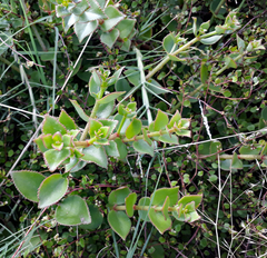 Crassula sarmentosa