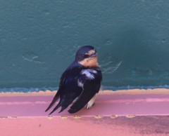 Hirundo rustica