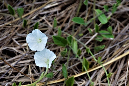 Stylisma villosa image
