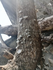 Schizophyllum commune