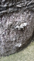 Schizophyllum commune