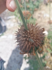 Agonoscelis puberula