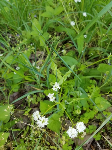 Image of Valerianella umbilicata by (c) Bob Schwartz, some rights reserved (CC BY)