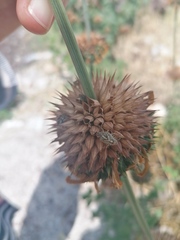 Agonoscelis puberula