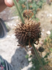 Agonoscelis puberula
