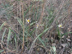 Tulipa patens