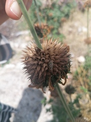 Agonoscelis puberula