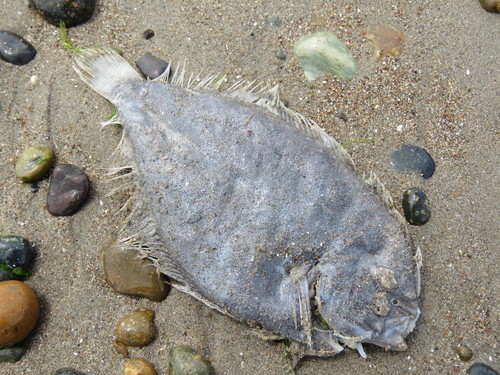 Oncopterus darwinii