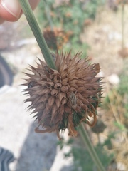 Agonoscelis puberula