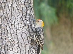 Melanerpes aurifrons
