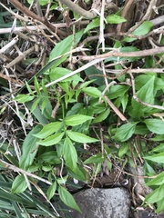 Sambucus australasica