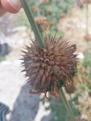 Agonoscelis puberula