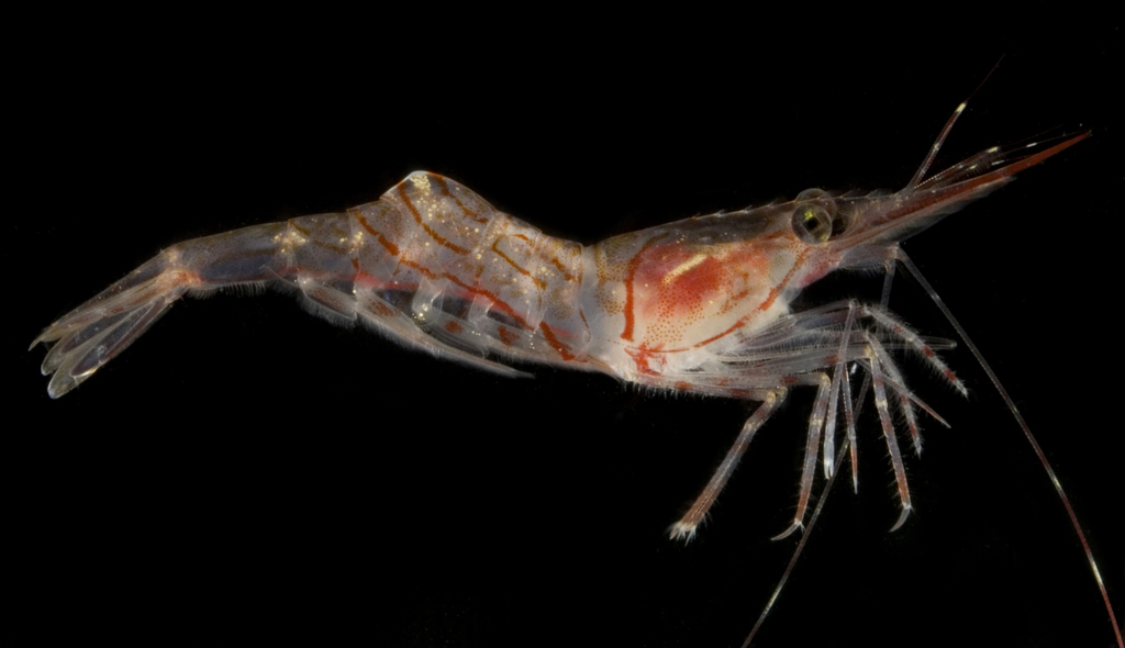 Humpy Shrimp
