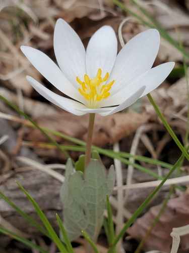Sanguinaria canadensis