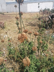 Leonotis nepetifolia