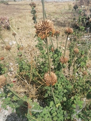 Leonotis nepetifolia