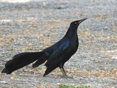 Quiscalus mexicanus