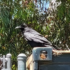 Corvus corax