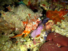 Dardanus pedunculatus