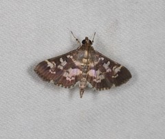 Bocchoris artificalis