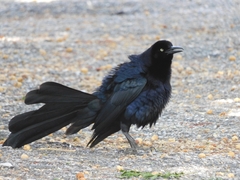Quiscalus mexicanus