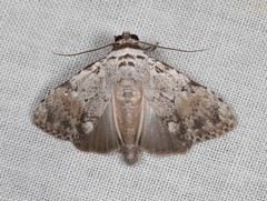 Barasa cymatistis