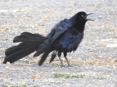 Quiscalus mexicanus
