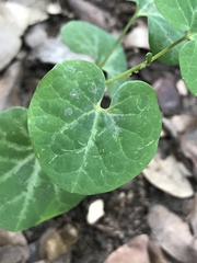 Aristolochia fimbriata