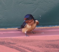 Hirundo rustica