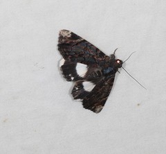 Catephia linteola