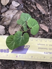 Aristolochia fimbriata
