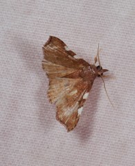 Corgatha dichionistis