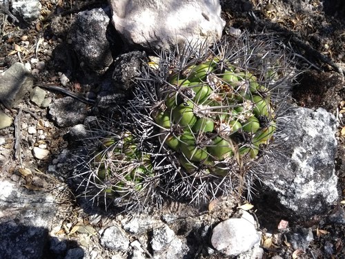 Weingartia neocumingii
