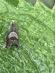 Grapholita delineana