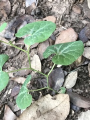 Aristolochia fimbriata