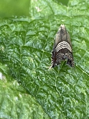Grapholita delineana