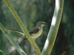 Mimus polyglottos