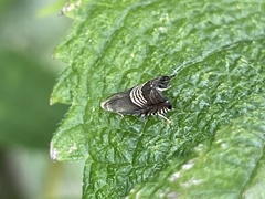 Grapholita delineana