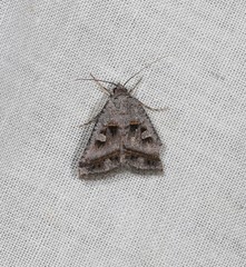 Acantholipes juba
