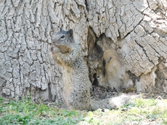 Otospermophilus variegatus