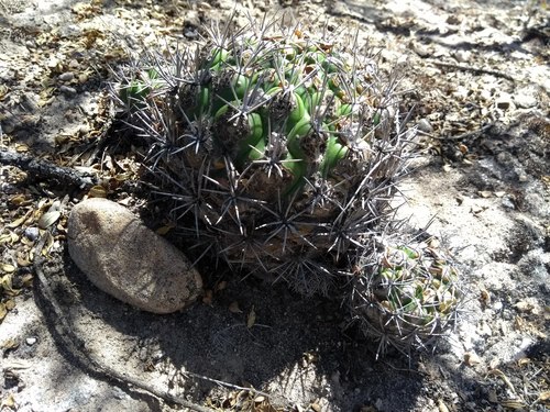 Weingartia neocumingii