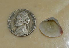 Polymesoda floridana