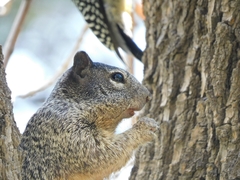 Otospermophilus variegatus