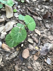 Aristolochia fimbriata