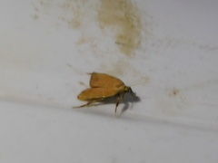 Parachma ochracealis