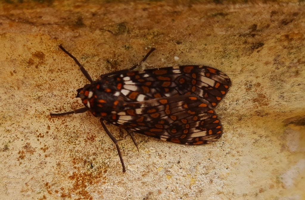 Phaegoptera granifera