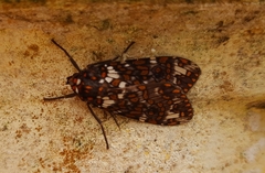 Phaegoptera granifera