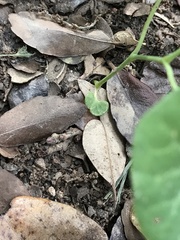 Aristolochia fimbriata